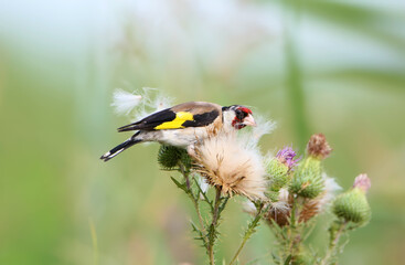 Male goldfinch (Carduelis carduelis) sitting on the fluffy inflorescence of a rosebud against a blurred background