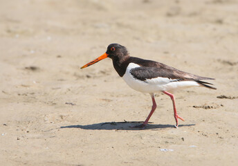 A Eurasian oystercatcher (Haematopus ostralegus) is photographed close-up walking along a sandy beach.