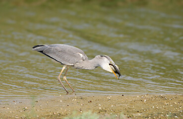 An adult gray heron (Ardea cinerea) has caught a large carp and is trying to swallow it.