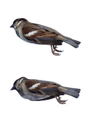 Two sparrows captured from above on the surface with detailed feather patterns