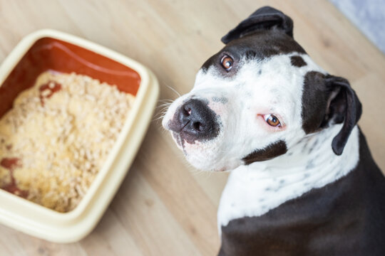 Dog of American Staffordshire Terrier breed AmStaff next to cat litter box. Concept of both dog and cat live: multi-pet life, preparing home for new pet living with different animals and pet care