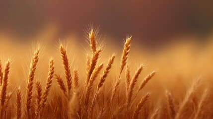 Golden Grains of Wheat in a Sunlit Field under a Soft Focus Background Highlighting Nature's Beauty and Agricultural Abundance at Harvest Time