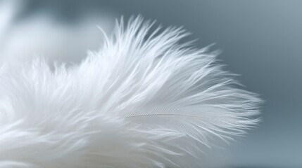 Obraz premium Soft white feather with delicate texture against a blurred background creating a serene and tranquil atmosphere for nature and beauty concepts