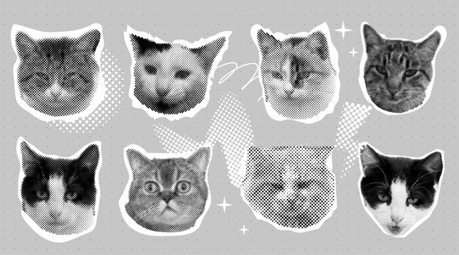 Halftone effect funny cat heads. Trendy retro y2k pet, funky emoticon animal, pop aesthetic. Meme head Punk collage made from elements. Cat, animal, pet from different angles, different poses, 