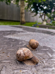 two snails in the garden on the asphalt