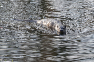 Fototapeta premium Fischotter 