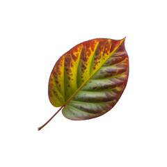 Autumn leaf with vibrant colors isolated on transparent background