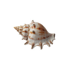 Spiky seashell isolated on transparent background