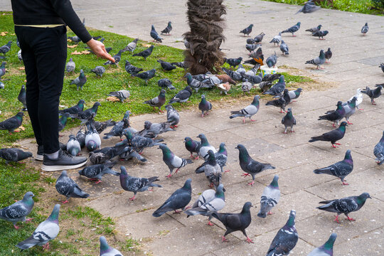 Person Feeding Pigeons in Park Among Large Flock on Pathway and Grass