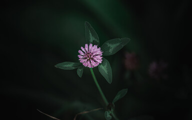 blooming clover details