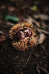 chestnut on the ground