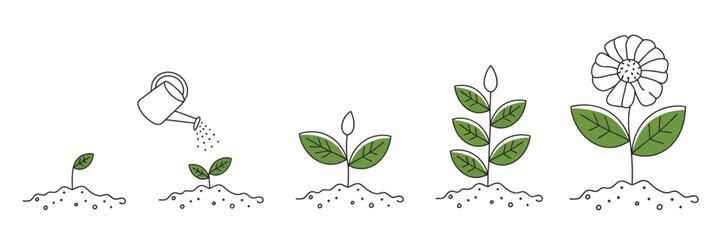 Flower Plant Growth Stages Vector Illustration Showing Seedling Development With Editable Infographic Design Elements For Educational Botanical Diagrams And Clear Step-By-Step Natural Process