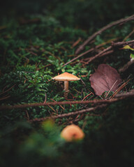 mushroom in the forest