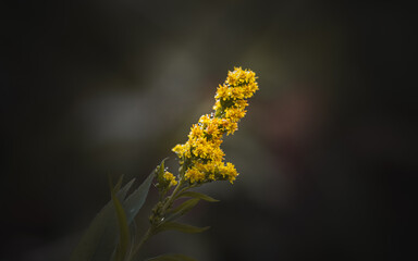 yellow flower on a green background