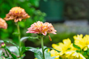 秋の庭に咲く鮮やかなオレンジ色の菊の花のクローズアップ