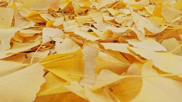 地面に積もったイチョウの葉