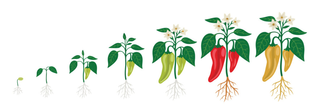 Bell Pepper Plant Growth Stages Vector Infographic Set Featuring Capsicum Annuum Development, Ripening Progress, Fertilization Phase, Harvest Steps, And Botanical Process Illustration For Educational 