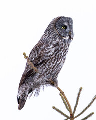 A Great Grey Owl scans the surrounding forest for prey on a cloudy day in Northwest Ontario, Canada.