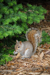 squirrel on a tree