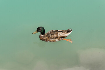 duck in the water