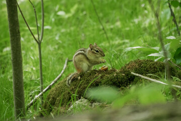 Squirrel in the grass