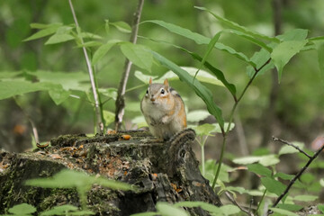 squirrel on a tree