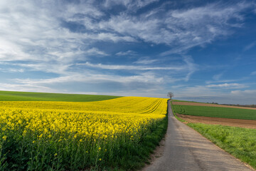Rapeseed field