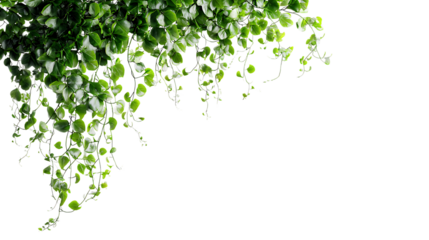 Dense green trailing vine hanging from top left, thinning into delicate tendrils across the top with generous negative space.