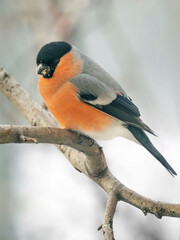 Bullfinch perched on a tree branch