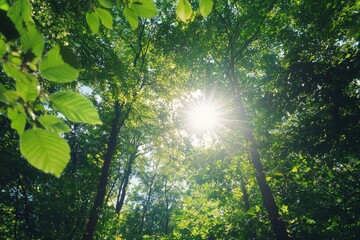 Obraz premium Sunlight filtering through lush green forest canopy, creating a dappled light effect on leaves and branches, viewed from below looking up towards the bright sun.