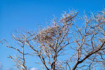 Bare Tree Branches Against Empty Blue Sky.