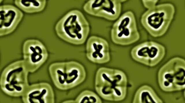 Mitosis process animation showing cell division