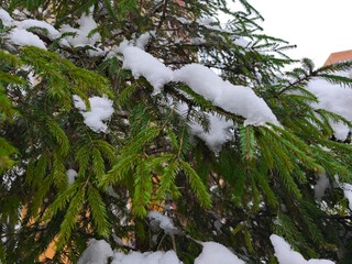 The branches of the green Christmas tree are covered with snow. Winter theme. The outdoors.