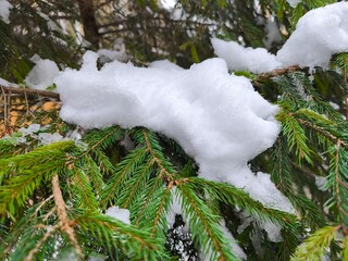 The branches of the green Christmas tree are covered with snow. Winter theme. The outdoors.