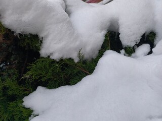 The branches of the green Christmas tree are covered with snow. Winter theme. The outdoors.