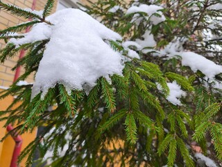 The branches of the green Christmas tree are covered with snow. Winter theme. The outdoors.