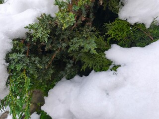 The branches of the green Christmas tree are covered with snow. Winter theme. The outdoors.