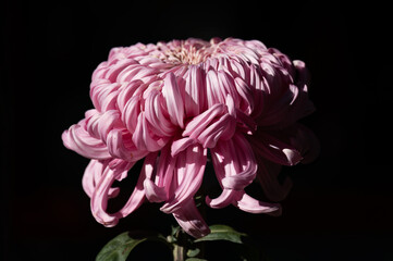 A pink chrysanthemum against a black background