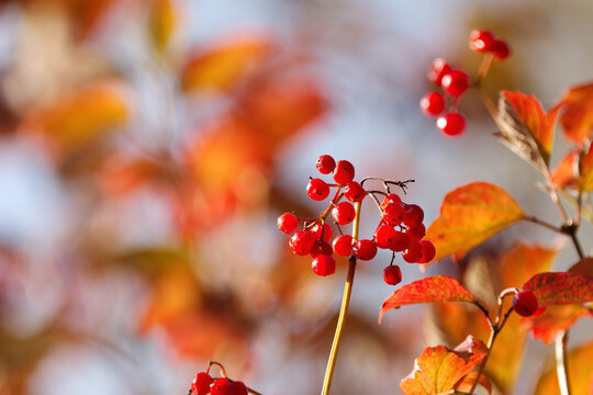 Red berries from the common snowball, orange-yellow background, blue background, branch with red berries from the common snowball, Viburnum trilobum, Viburnum opulus