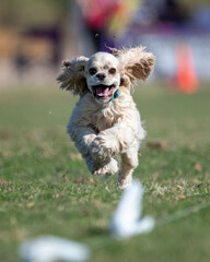 Happy cocker spaniel chasing a lure line