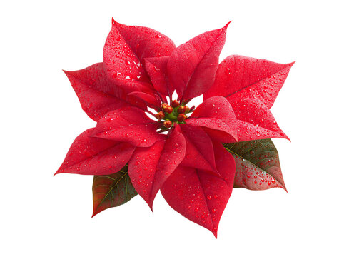 Vibrant red poinsettia flower with water droplets on its petals and leaves isolated on a transparent background