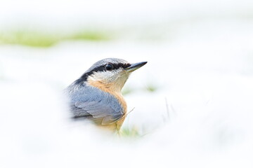 Eurasian Nuthatch (Sitta europaea) — adult resting low in snowy grass (common species in the Czech Republic)