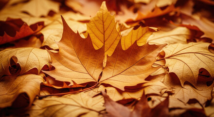 Fototapeta premium Autumn Leaves Covering Ground in Vibrant Colors.