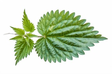 Fresh green stinging nettle leaf with intricate details on a bright white background, perfect for vibrant spring designs and natural wellness projects