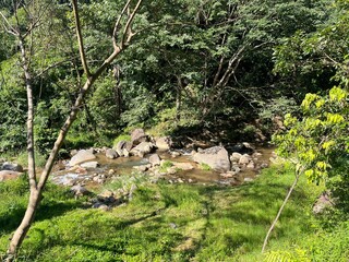 tree in the mountains