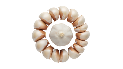 Garlic head and cloves forming a circle isolated on transparent background