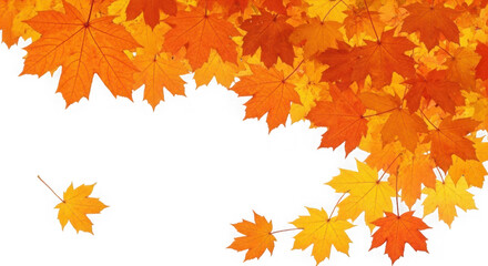 A cascade of vibrant orange and yellow maple leaves falling gracefully isolated on transparent background