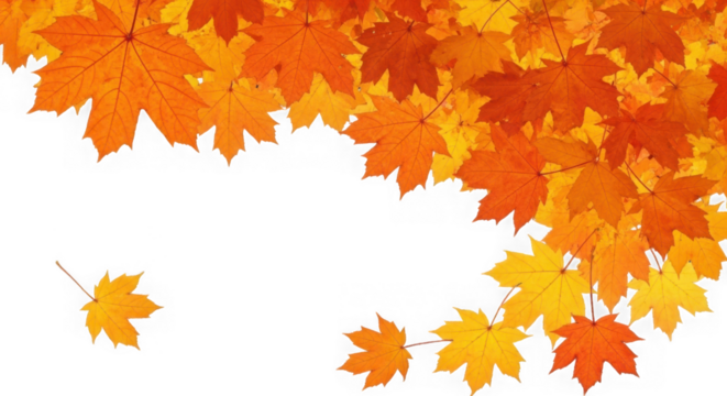 A cascade of vibrant orange and yellow maple leaves falling gracefully isolated on transparent background
