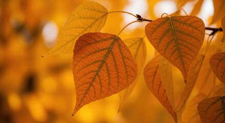 Obraz premium Autumn Leaves on Tree Branch in Warm Light.