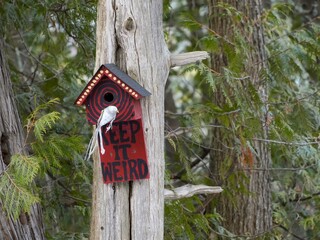 bird house on a tree